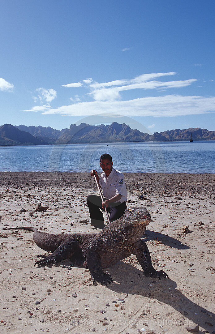 Komodo Waran, Komodo-Waran und Nationalpark Ranger, Varanus komodoensis, Indischer Ozean, Komodo National Park, Indonesien