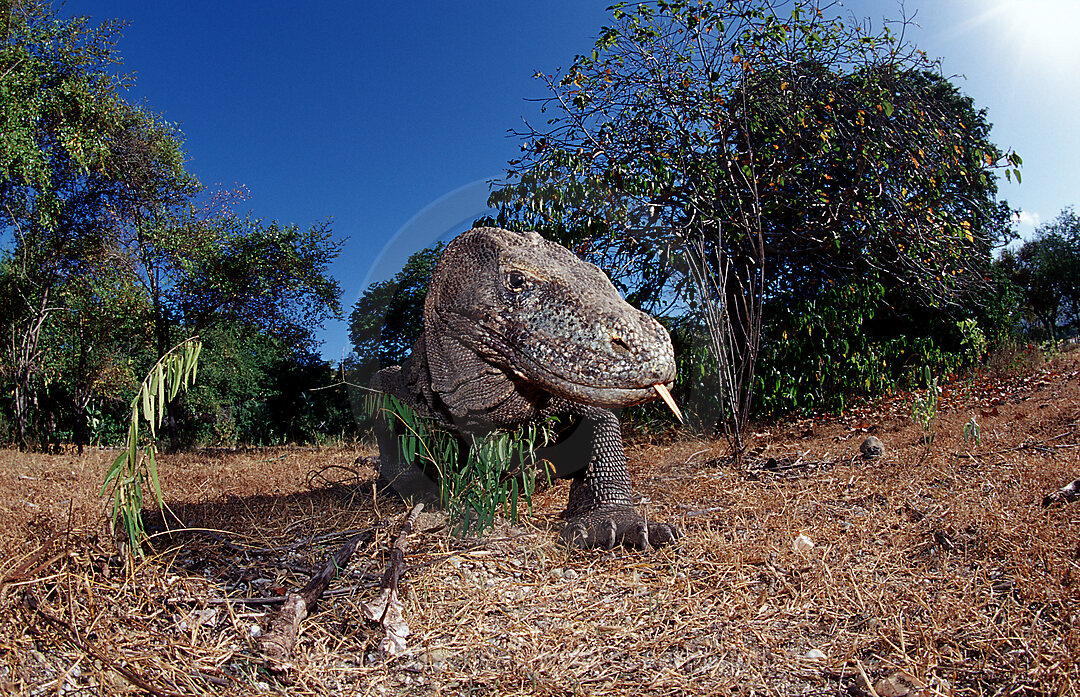 Komodo Waran, Komodo-Waran, Varanus komodoensis, Indischer Ozean, Komodo National Park, Indonesien