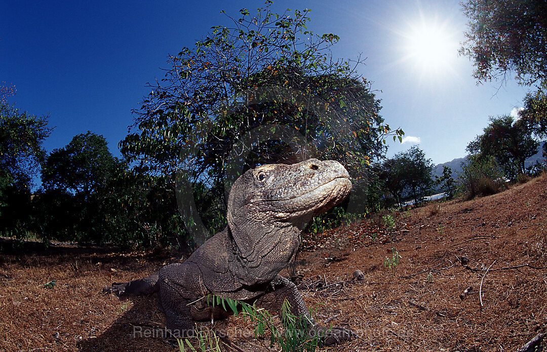 Komodo Waran, Komodo-Waran, Varanus komodoensis, Indischer Ozean, Komodo National Park, Indonesien