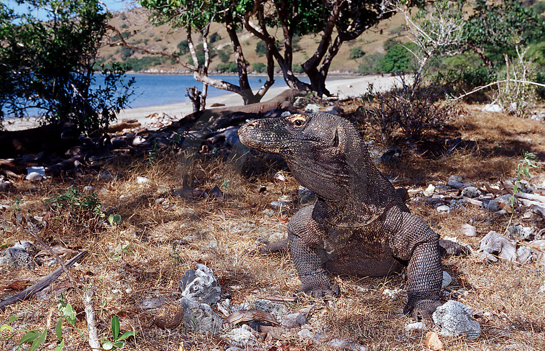 Komodo dragon in natural environment