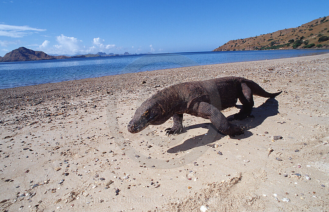 Komodo Waran, Komodo-Waran, Varanus komodoensis, Indischer Ozean, Komodo National Park, Indonesien