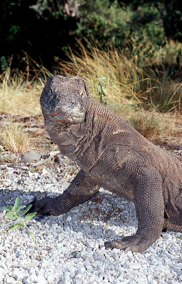 Komodo Waran, Komodo-Waran