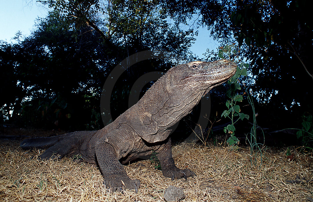 Komodo dragon in natural environment, Varanus komodoensis, Indian Ocean, Komodo National Park, Indonesia