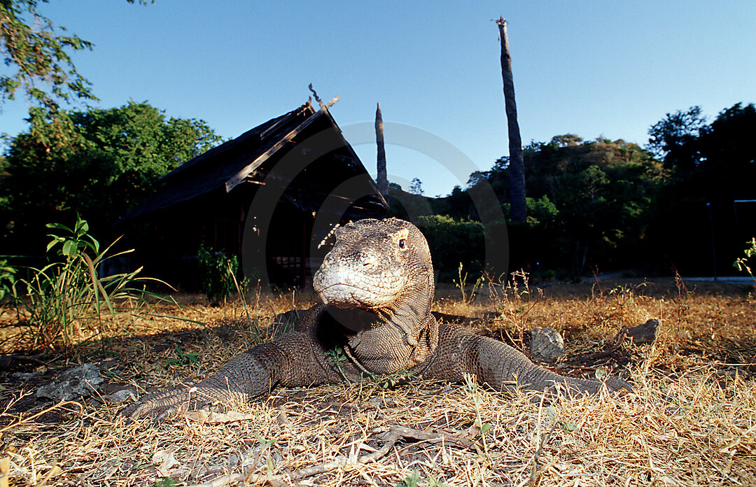 Komodo dragon in natural environment