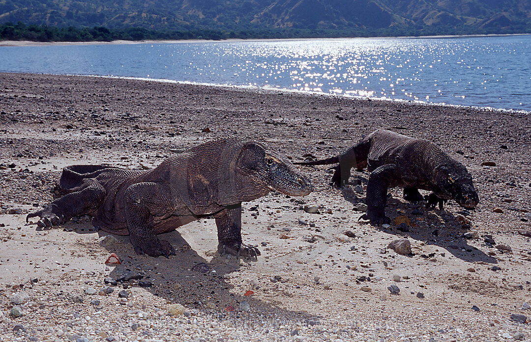 Zwei Komodo Warane, Komodo-Warane, Varanus komodoensis, Indischer Ozean, Komodo National Park, Indonesien