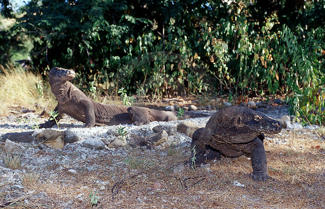 Zwei Komodo Warane, Komodo-Warane
