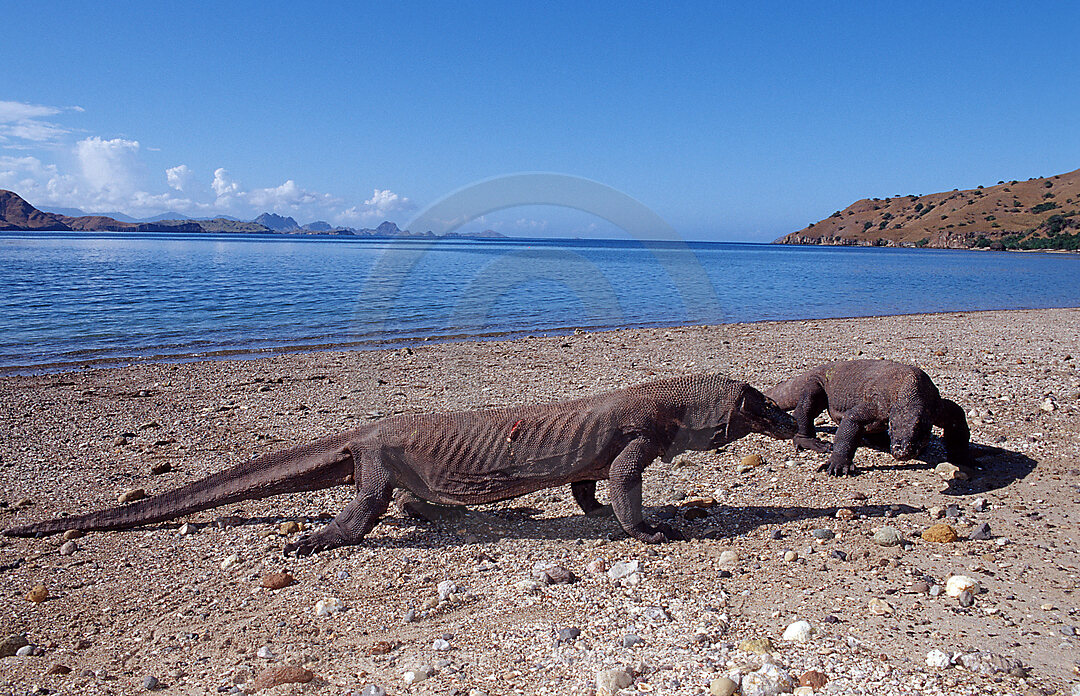 Zwei Komodo Warane, Komodo-Warane, Varanus komodoensis, Indischer Ozean, Komodo National Park, Indonesien