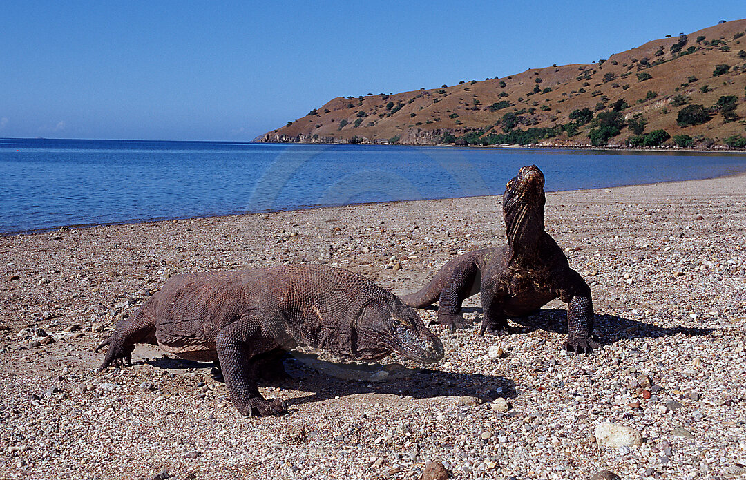 Two Komodo dragons in natural environment