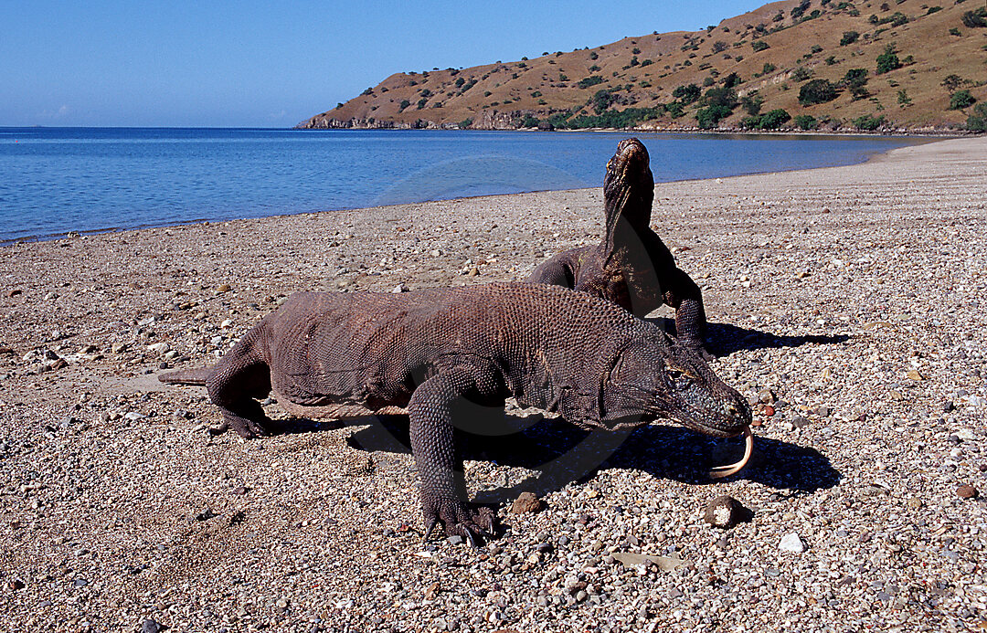 Two Komodo dragons in natural environment