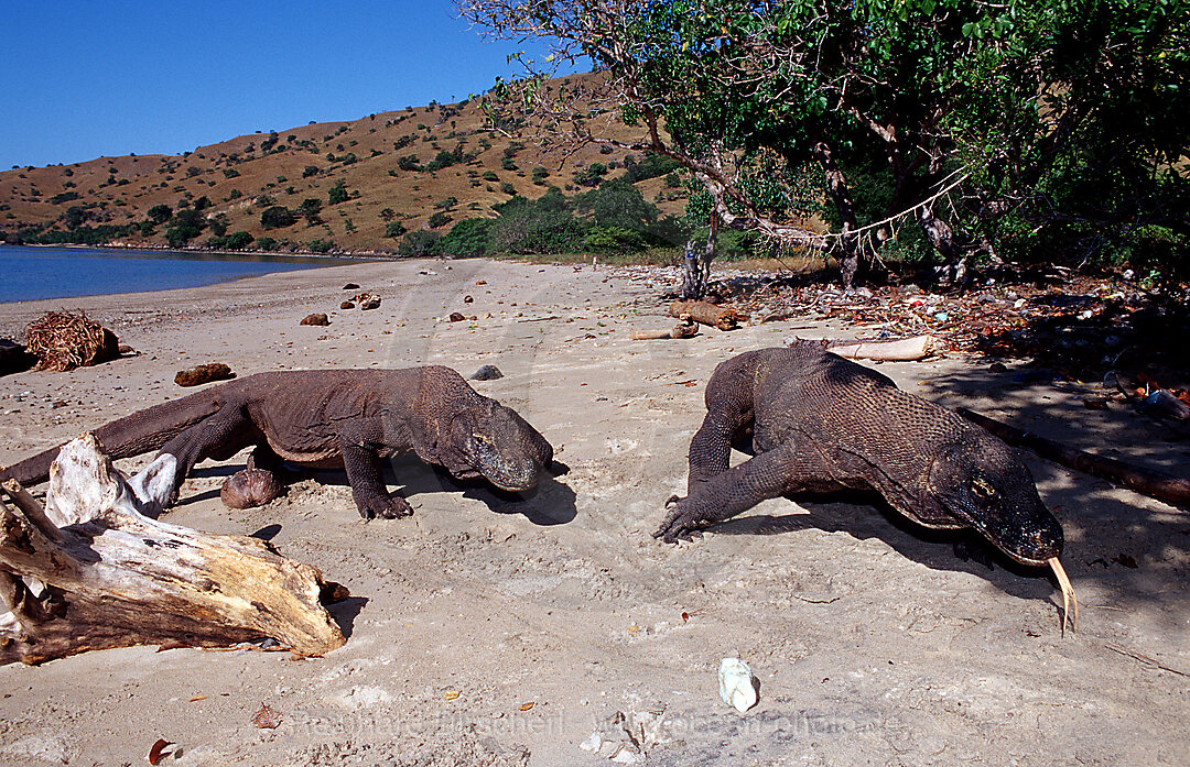 Zwei Komodo Warane, Komodo-Warane, Varanus komodoensis, Indischer Ozean, Komodo National Park, Indonesien