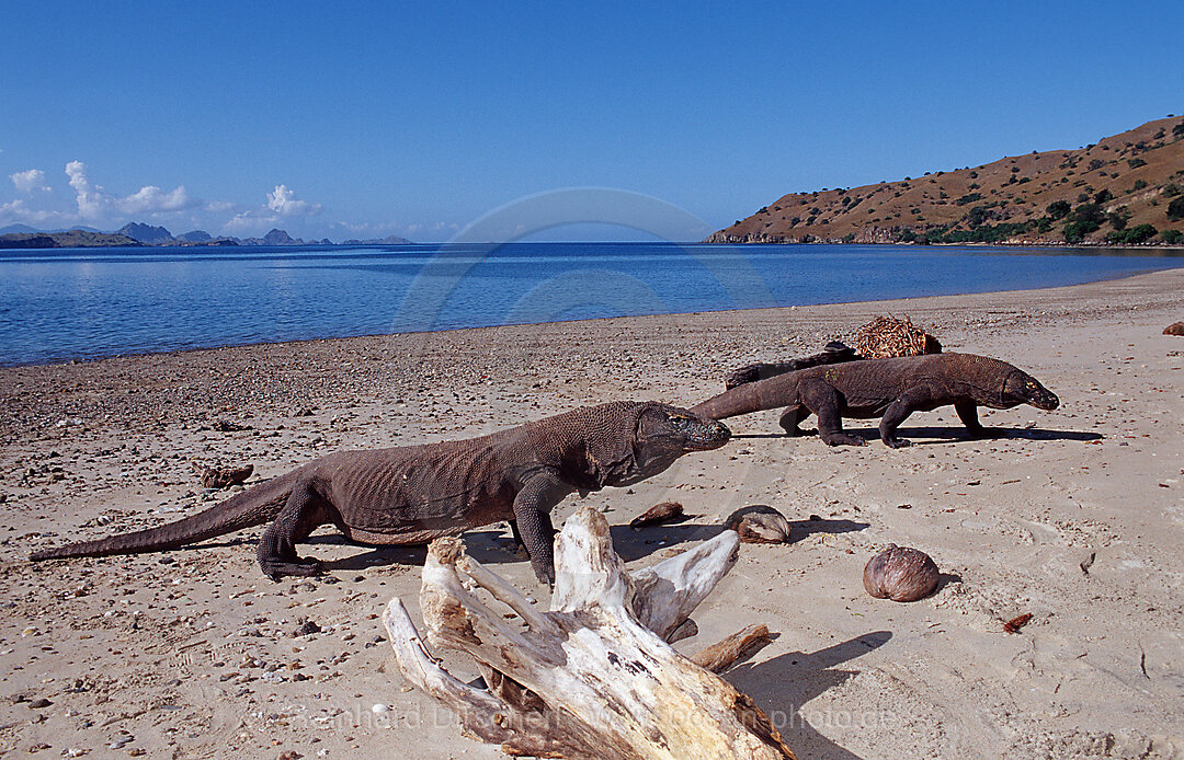 Zwei Komodo Warane, Komodo-Warane