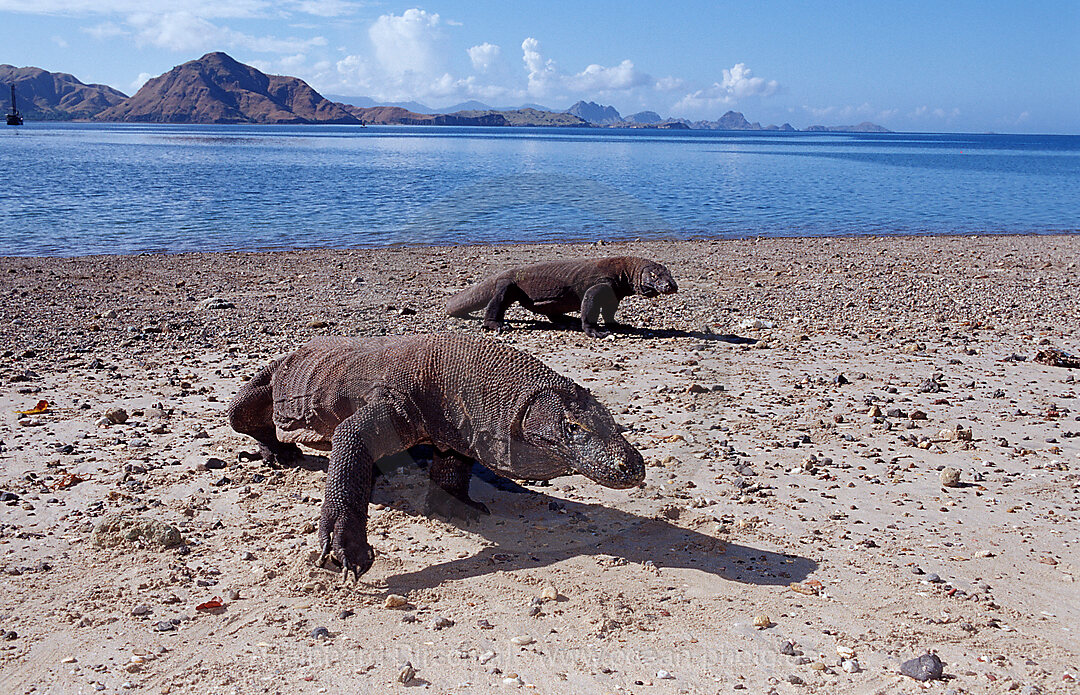 Zwei Komodo Warane, Komodo-Warane, Varanus komodoensis, Indischer Ozean, Komodo National Park, Indonesien