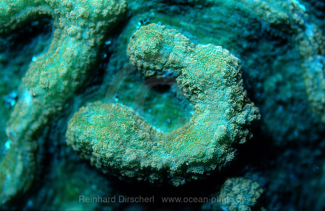 Fluoreszierende Steinkoralle, Madreporaria, Indischer Ozean, Komodo National Park, Indonesien