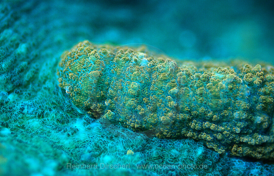 Fluoreszierende Steinkoralle, Madreporaria, Indischer Ozean, Komodo National Park, Indonesien