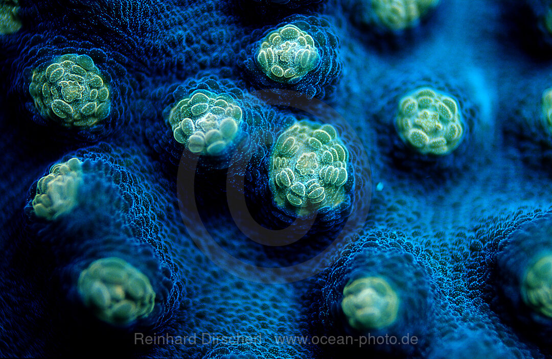 Fluoreszierende Steinkoralle, Madreporaria, Indischer Ozean, Komodo National Park, Indonesien