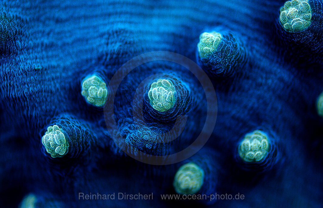 Fluoreszierende Steinkoralle, Madreporaria, Indischer Ozean, Komodo National Park, Indonesien