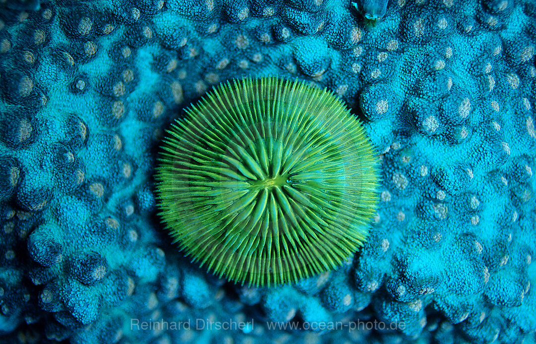 Fluoreszierende Pilzkoralle, Madreporaria, Fungia sp., Indischer Ozean, Komodo National Park, Indonesien