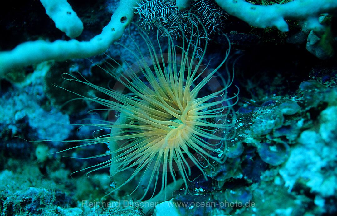 Fluoreszierende Anemone, Korallenfluoreszenz, Indischer Ozean, Komodo National Park, Indonesien