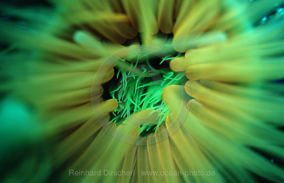 Fluoreszierende Anemone, Korallenfluoreszenz
