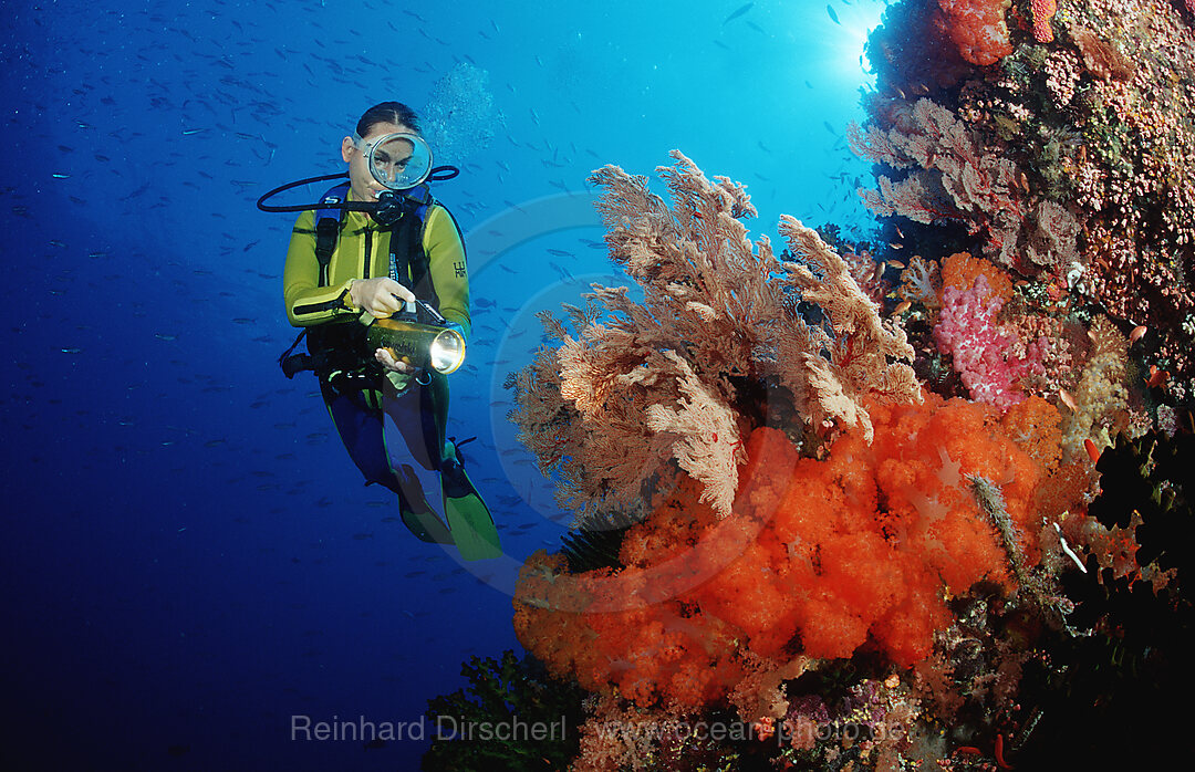 Scuba diver and coral reef