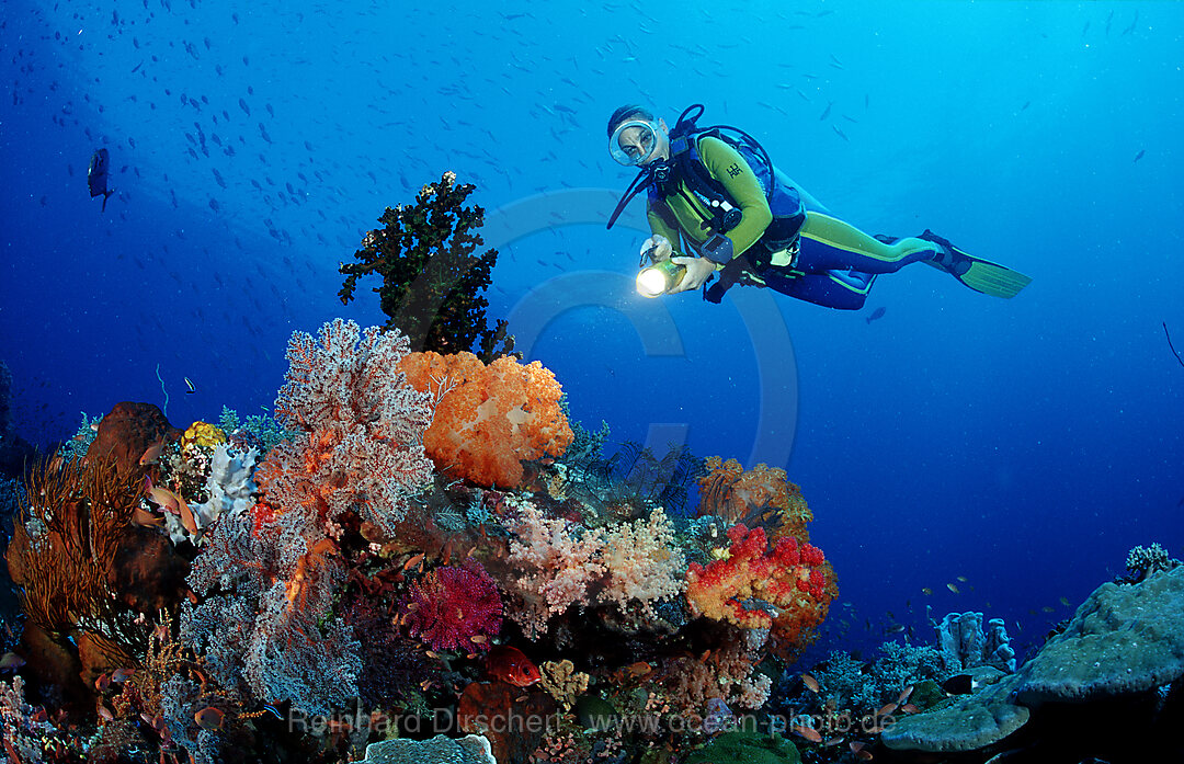 Taucher und Korallenriff, Indischer Ozean, Komodo National Park, Indonesien