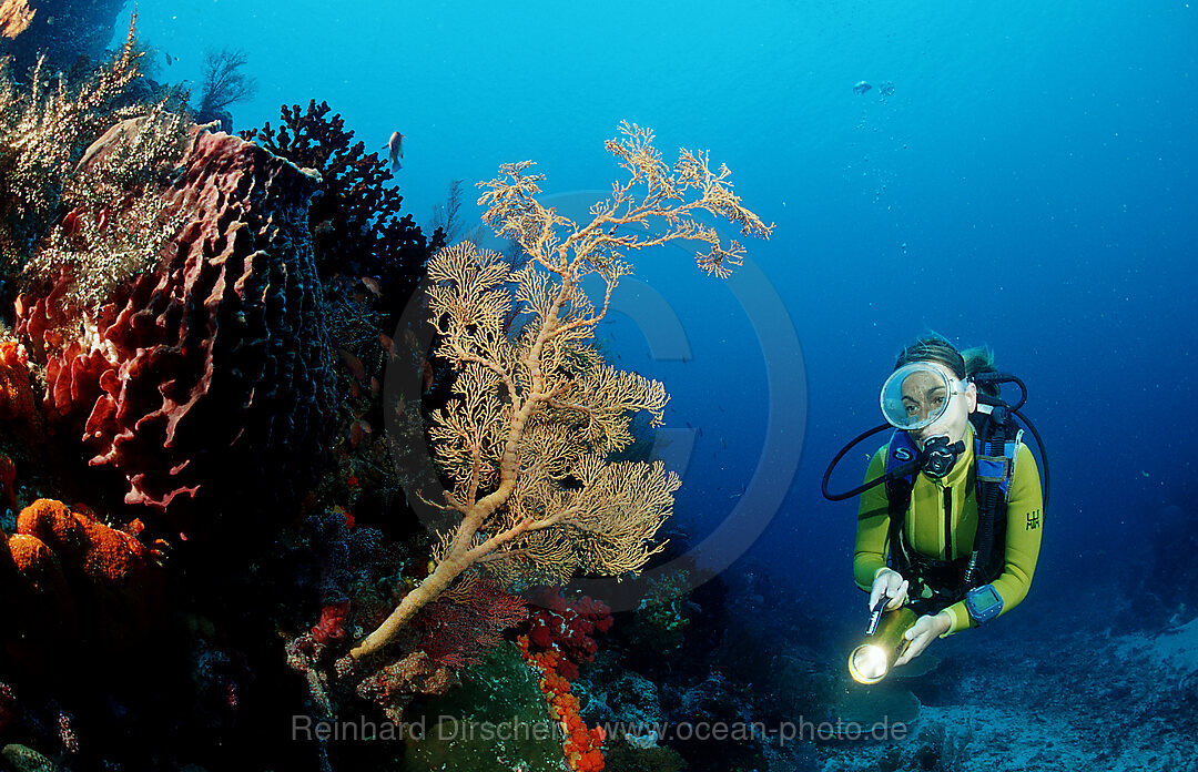 Scuba diver and coral reef