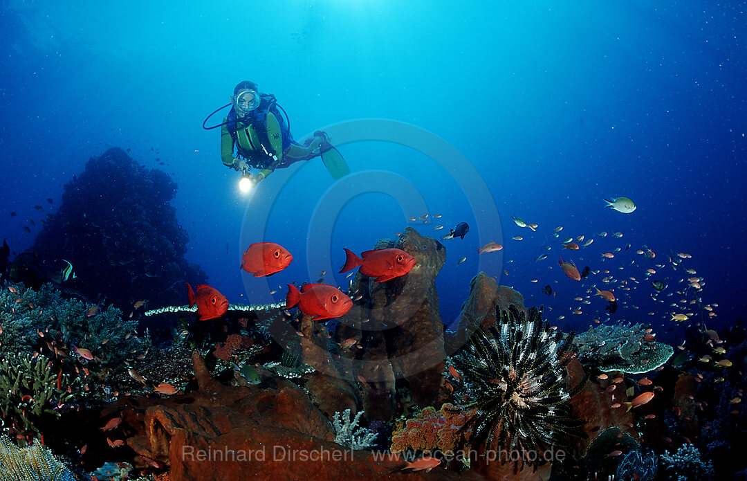 Grossaugenbarsch und Taucher, Priacanthus hamrur, Indischer Ozean, Komodo National Park, Indonesien