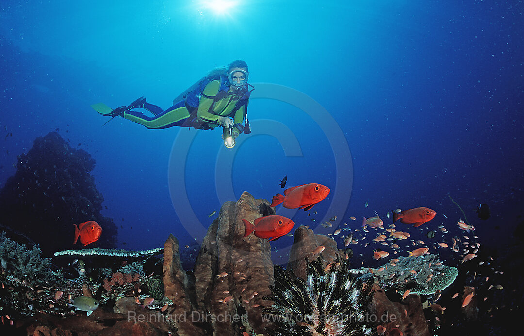 Grossaugenbarsch und Taucher, Priacanthus hamrur, Indischer Ozean, Komodo National Park, Indonesien