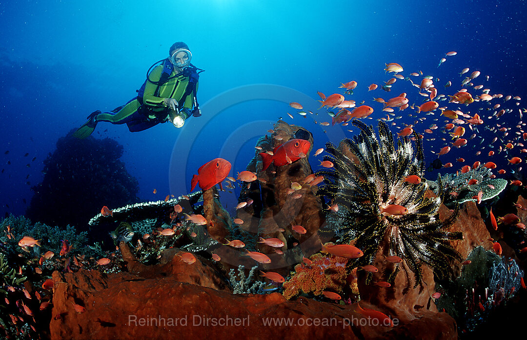 Grossaugenbarsch und Taucher, Priacanthus hamrur, Indischer Ozean, Komodo National Park, Indonesien