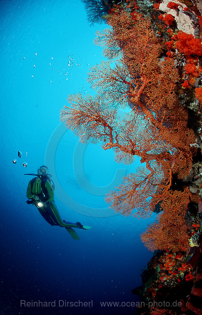 Taucher und Korallenriff, Indischer Ozean, Komodo National Park, Indonesien