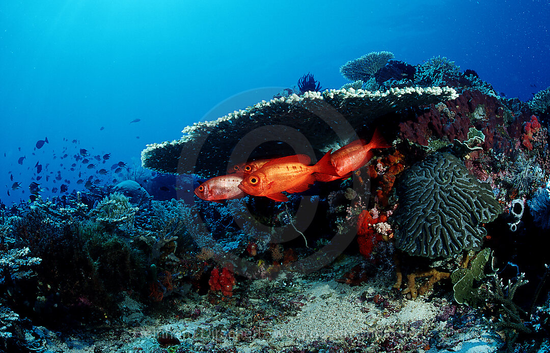 Crescent-tail bigeye under hard coral