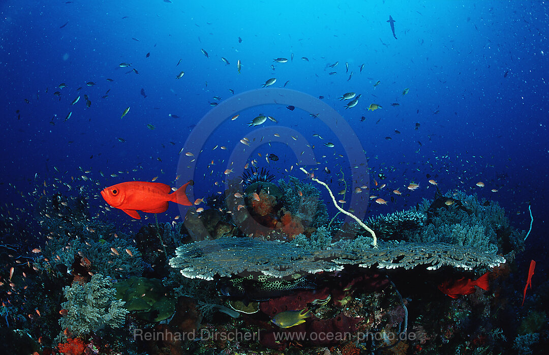 Coral reef