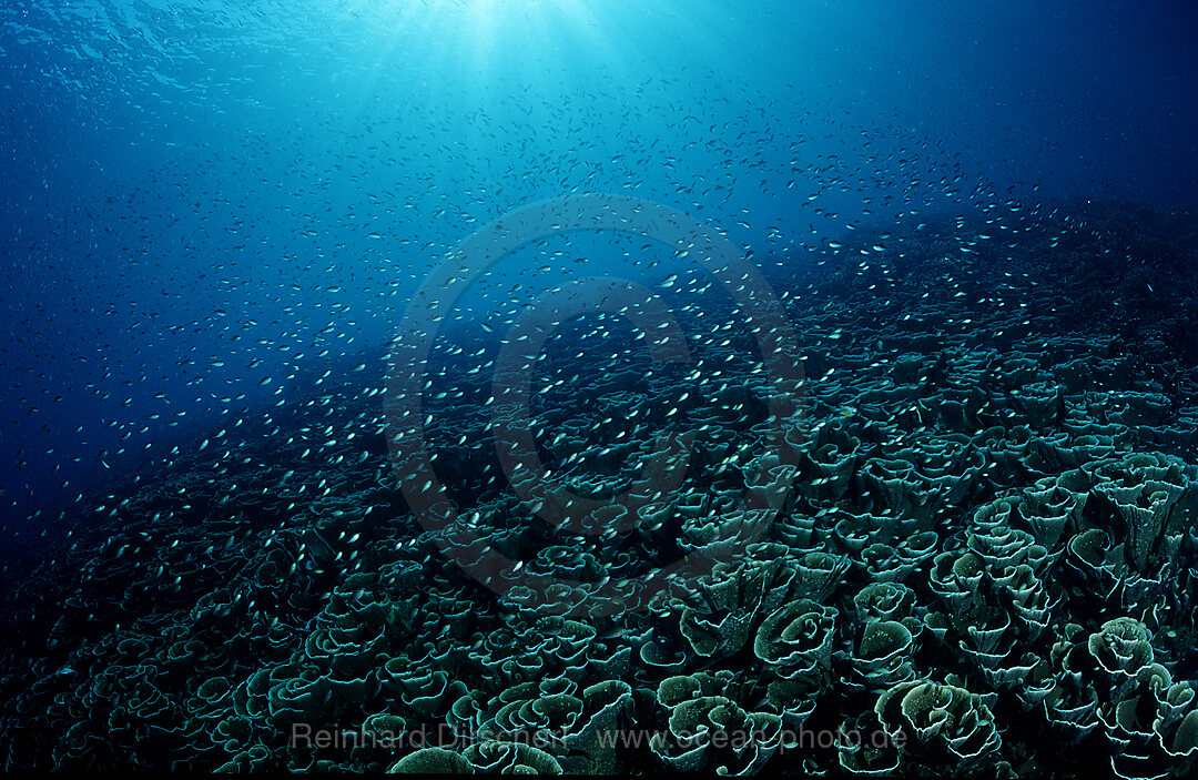 Coral reef