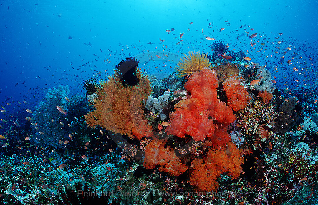 Coral reef