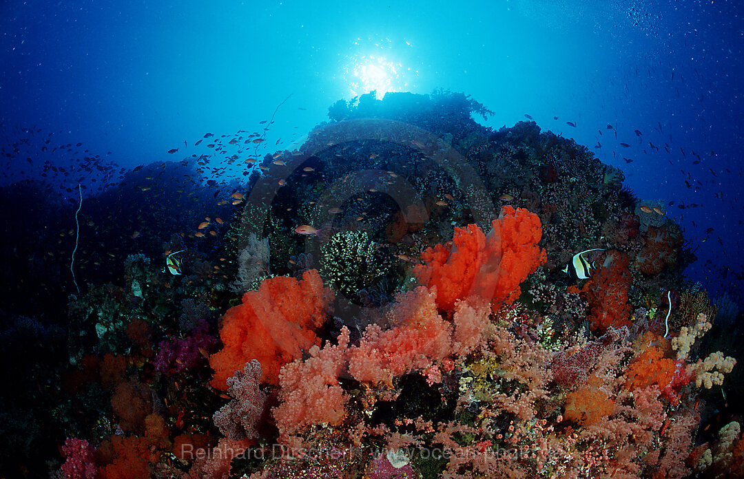 Coral reef