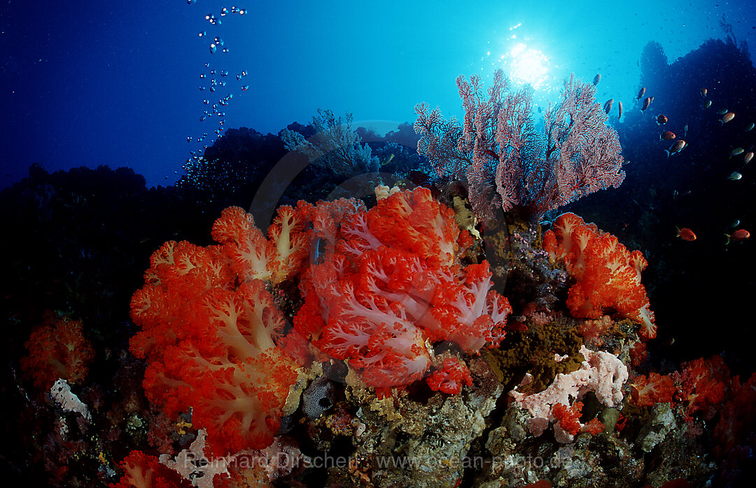 Coral reef