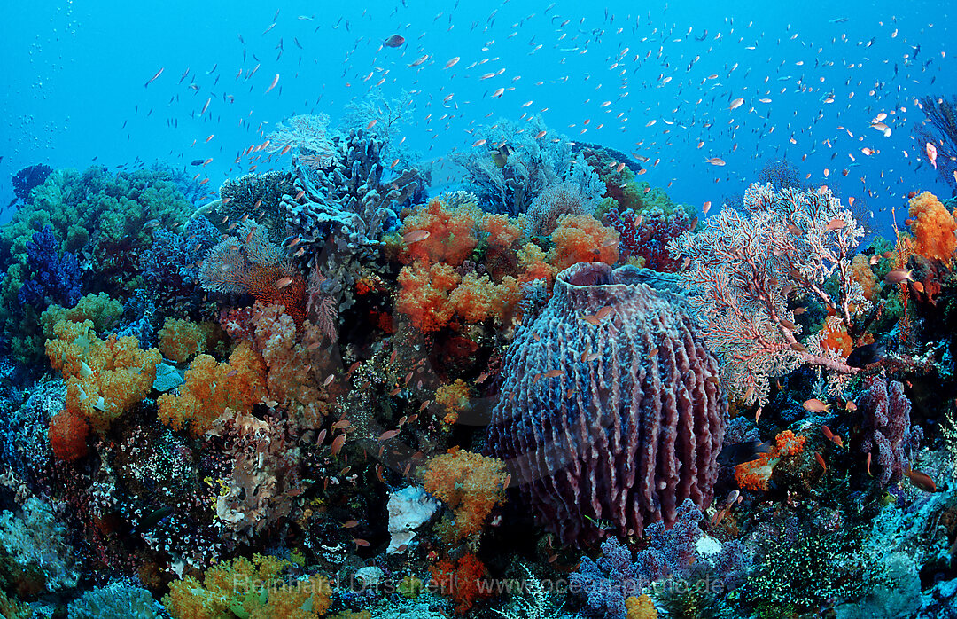 Coral reef