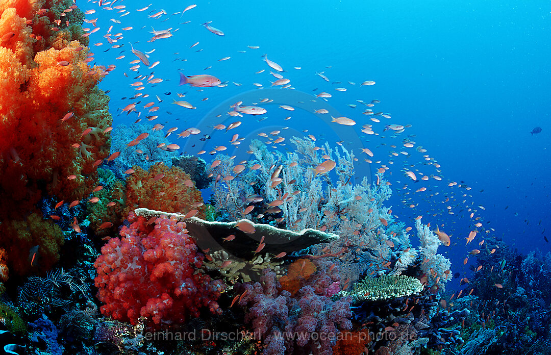Coral reef