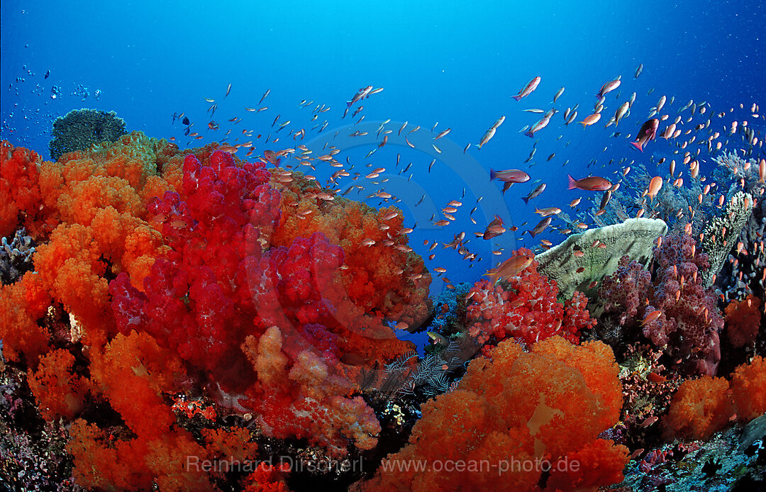 Coral reef