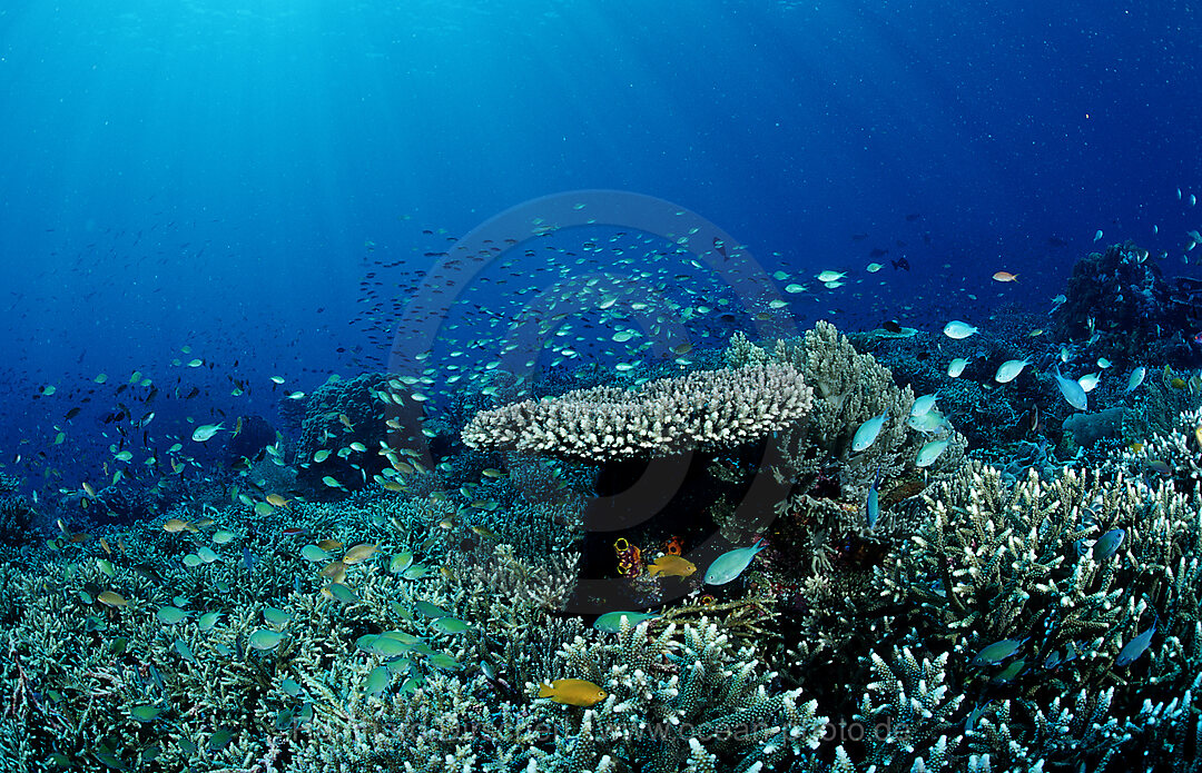 Coral reef