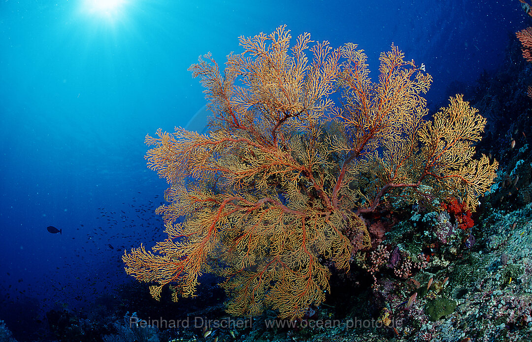 Coral reef