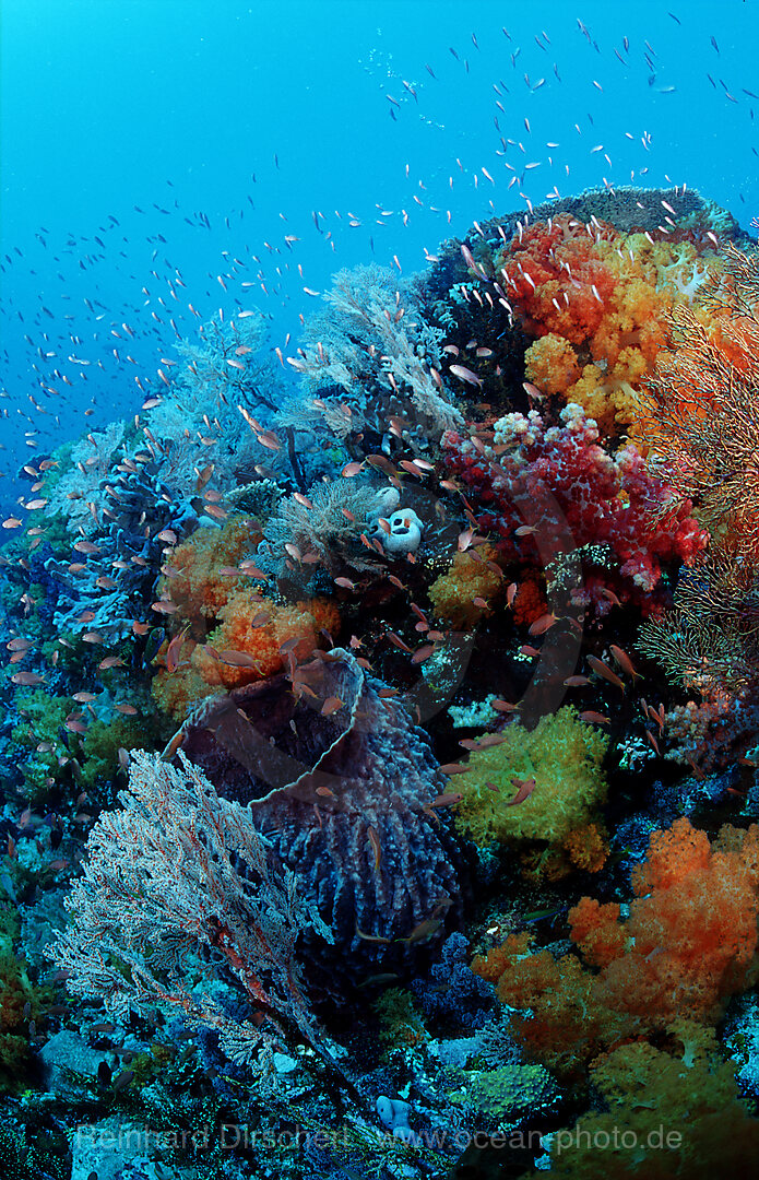 Coral reef