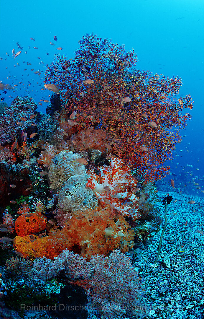 Coral reef