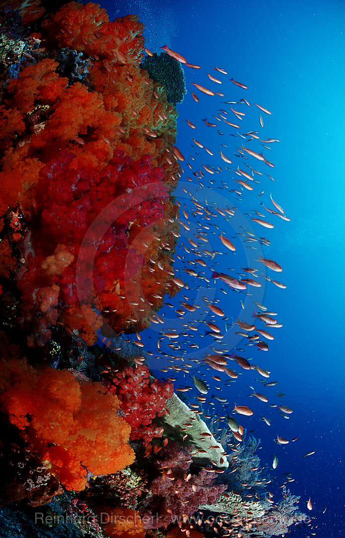 Coral reef