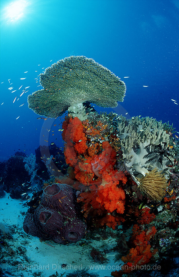 Coral reef, Indian Ocean, Komodo National Park, Indonesia