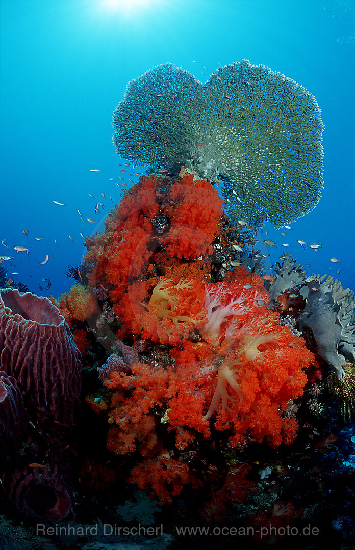 Coral reef