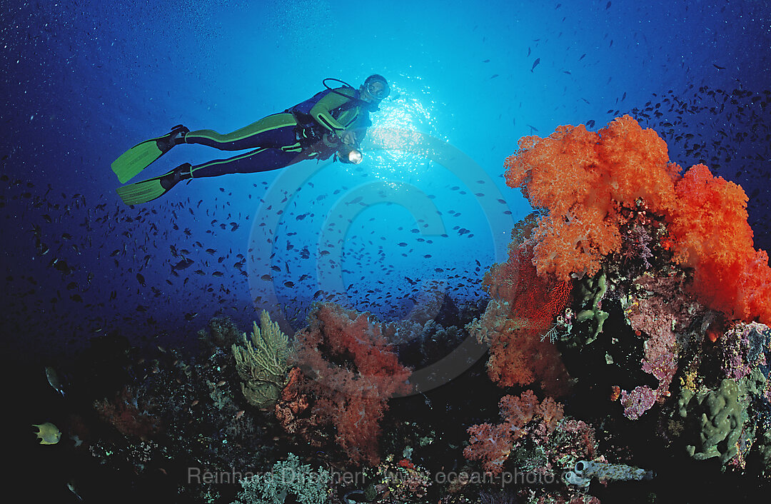 Scuba diver and coral reef