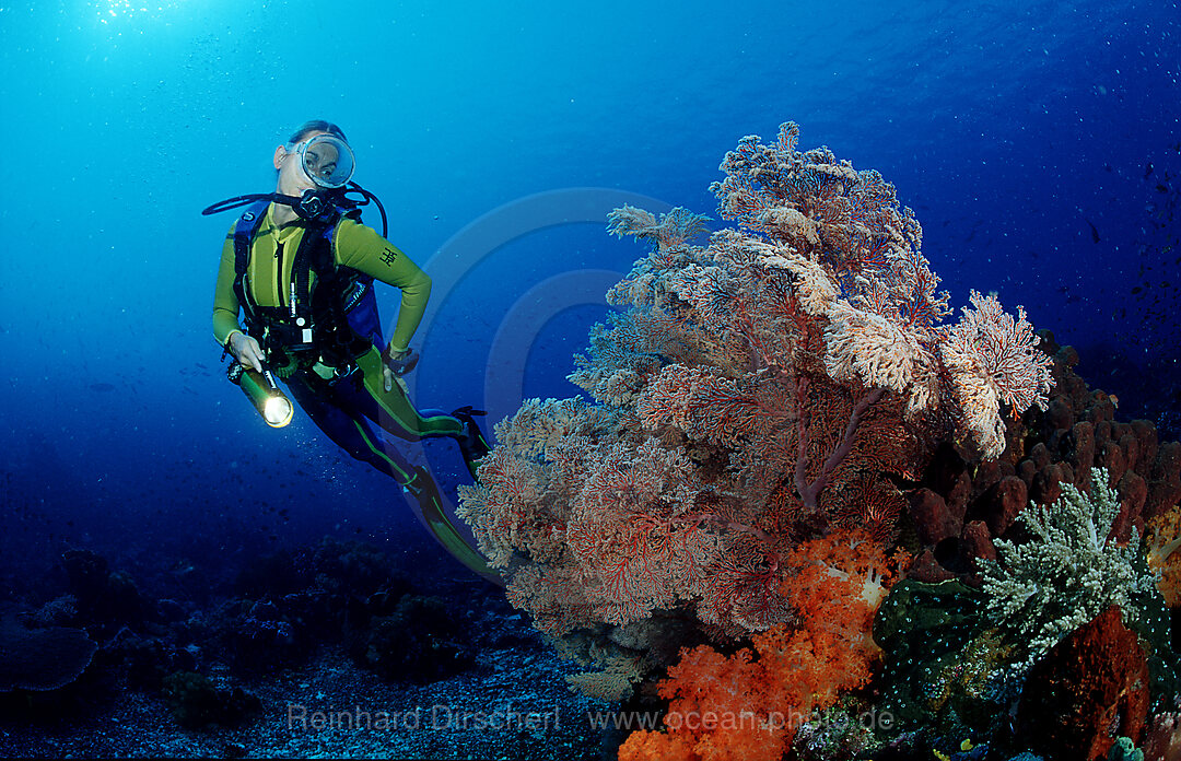 Scuba diver and coral reef