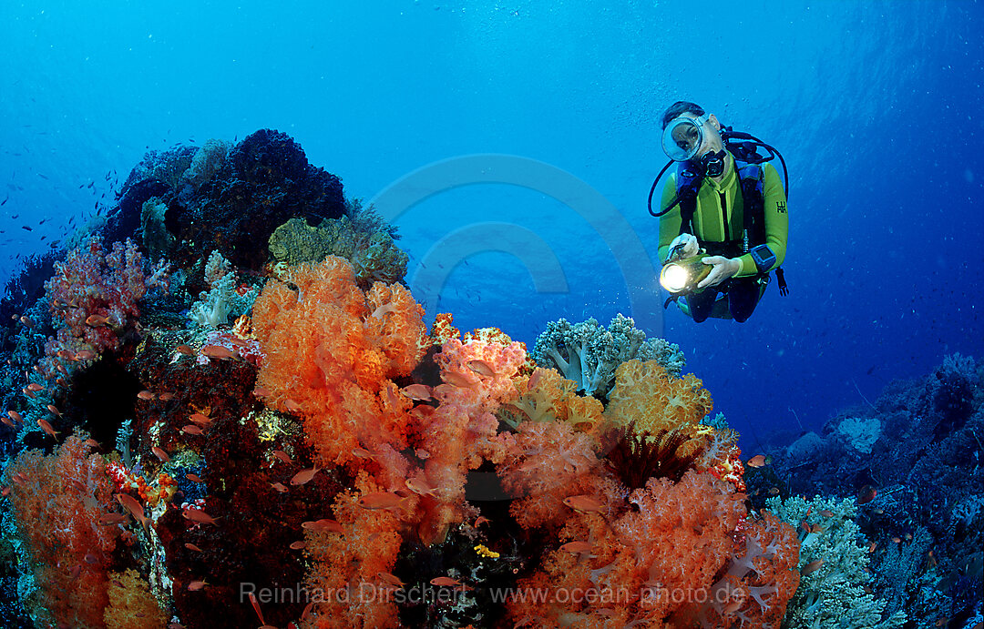 Scuba diver and coral reef