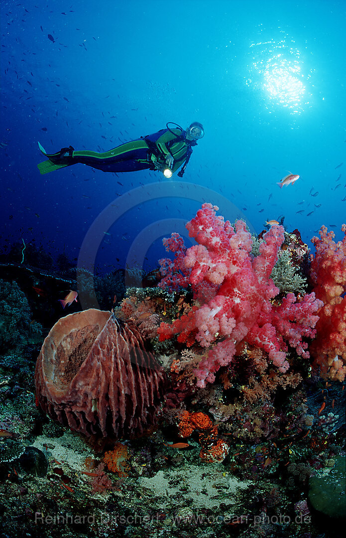 Taucher und Korallenriff, Indischer Ozean, Komodo National Park, Indonesien